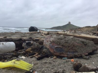 La tartaruga trovata morta a San Giovanni di Sinis